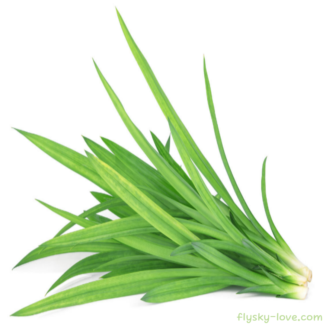 판단 잎 (Pandan Leaf)