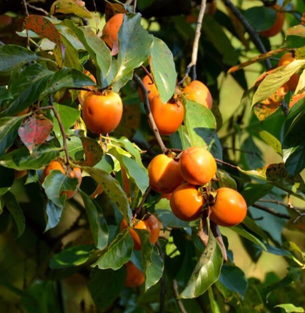 한국인의 밥상 708회 문경새재 문경 하초리&amp;#44; 불정역&amp;#44; 충북 괴산 수옥정 마을 이야기와 청연담 전통장류 및 연풍 곶감 주문방법