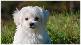 동물등록번호 확인