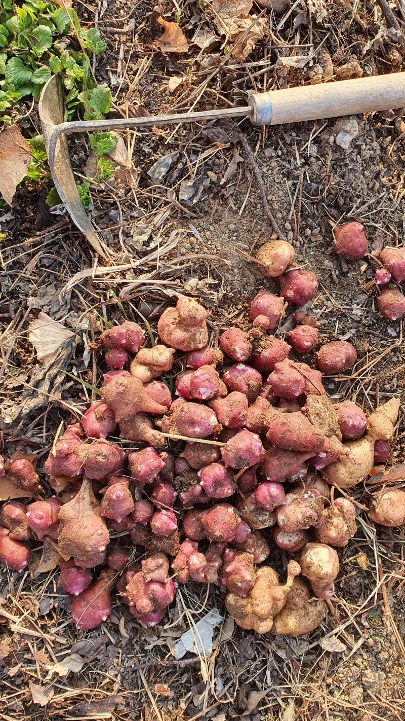 돼지감자 재배 종구 선택 배수로 만들기 수확 건조_2