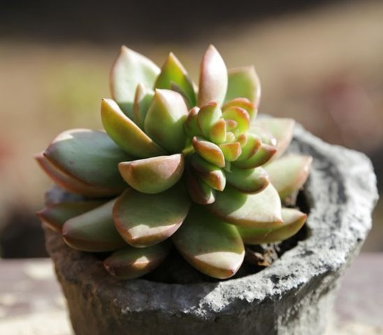 세덤-출처픽사베이