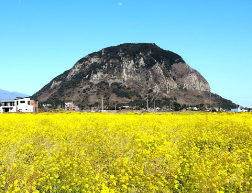 제주 유채꽃 성산일출봉