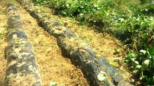 고구마-줄기-자르기-수확방법