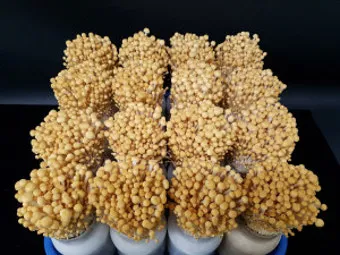 팽이버섯 재배 저온 관리 병해 예방 깔끔한 세척_2