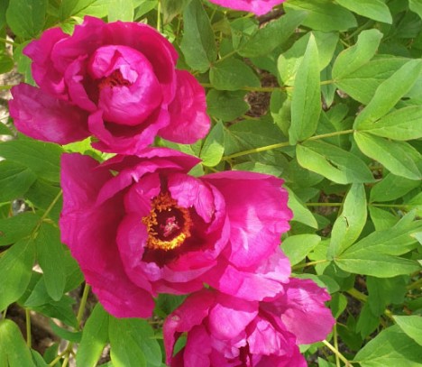 화담숲 모노레일 예매하기