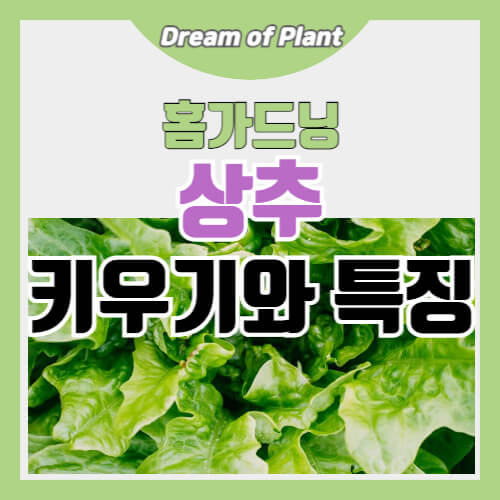 상추 키우기와 특징 썸네일 이미지