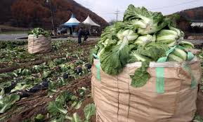 김장 절임 배추