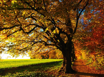 경기도 단풍 명소 곤지암 화담숲 