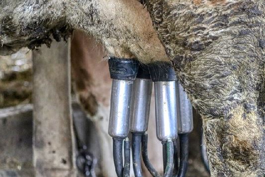 A2 우유: 건강한 선택인가&amp;#44; 불필요한 선택인가?6