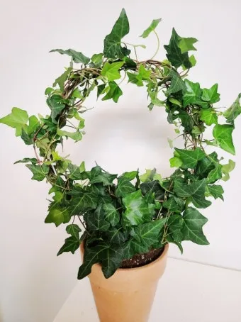 아이비 물주기 수경재배 삽목번식 빛관리 초보도 금방 성공_4