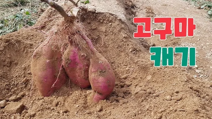 고구마캐는시기 딱 3가지 신호만 보세요 보관법까지 총정리로_7