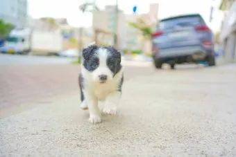 보더콜리분양가 2024년 가격 정보와 분양 팁_17