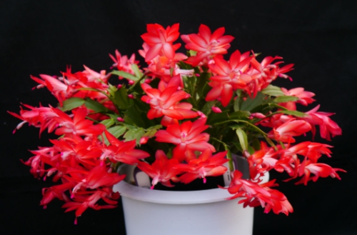 겨울 꽃 게발선인장