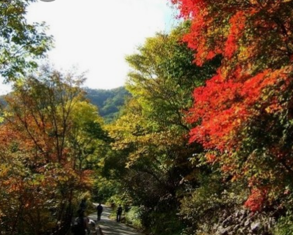 2024년 단풍절정시기