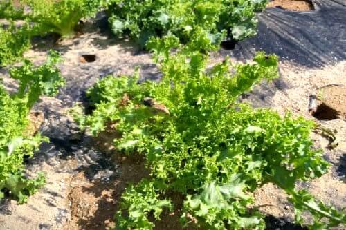 치커리-재배법-거름주기-밑거름주기-웃거름주기