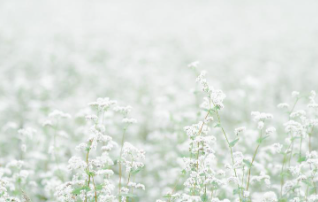 제주 보롬왓 메밀꽃 축제