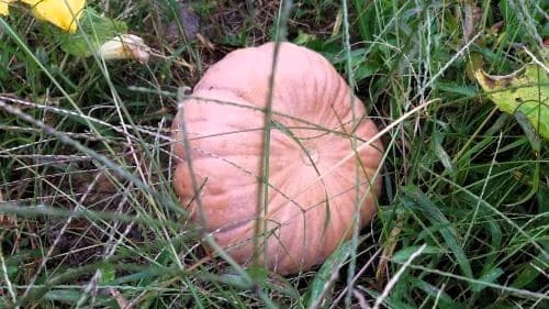 늙은호박-맷돌호박-숙과용-청둥호박-재배시기-파종-정식-수확시기-모종-심는방법-정식방법-거름주기-밑거름-웃거름