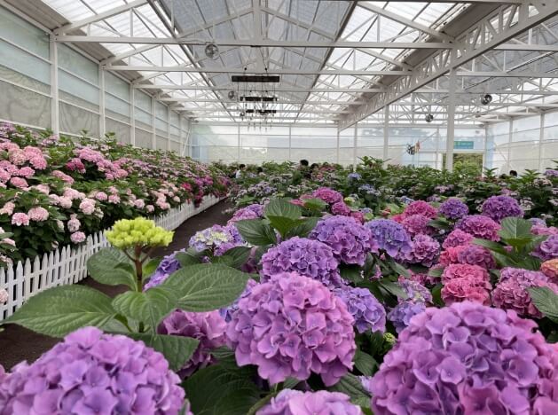 2024년 7월 여름 전국 수국 축제 일정