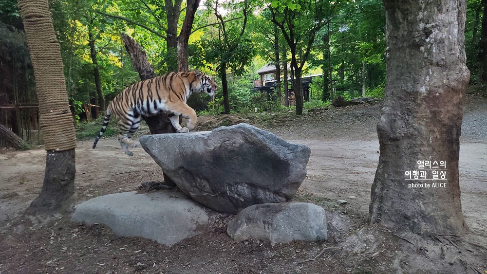 에버랜드 사파리 월드 꿀팁 (예약, 트램 좌석), 자유이용권 할인