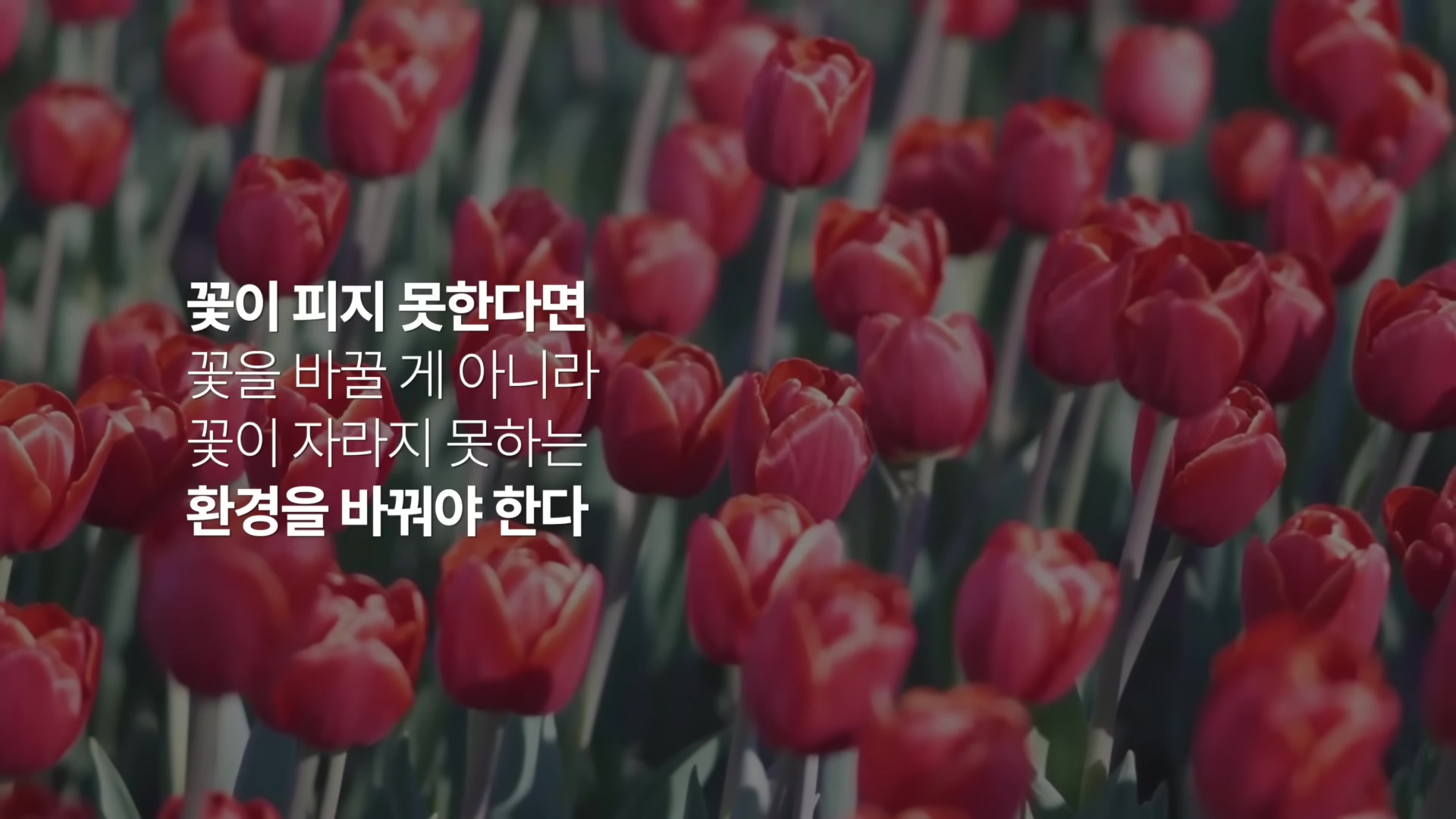 꽃이 피지 못한다면 꽃을 바꿀 게 아니라 꽃이 자라지 못하는 환경을 바꿔야 한다