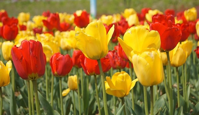 튜울립 사진