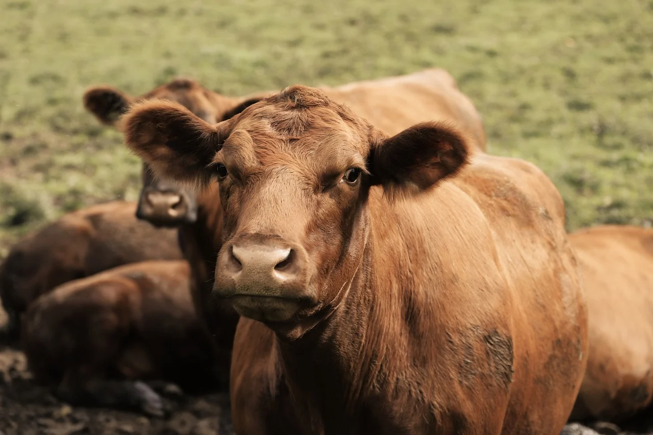 농업경영체등록 확인서 발급 인터넷 발급방법