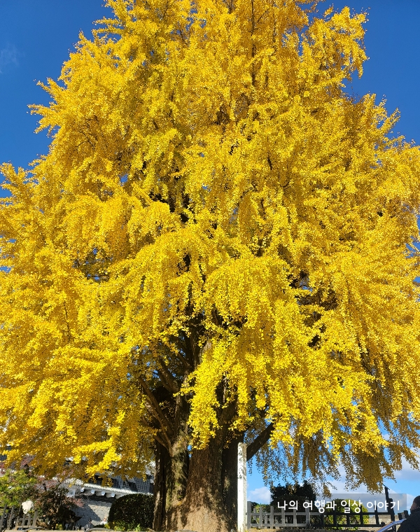 성-앞-은행나무
