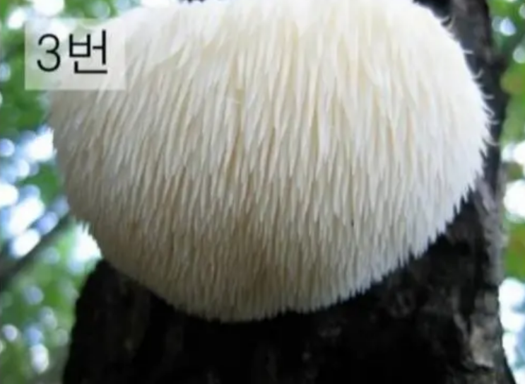 독버섯테스트 3번