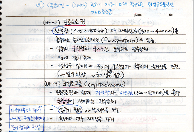 포토트로핀, 크립토크롬