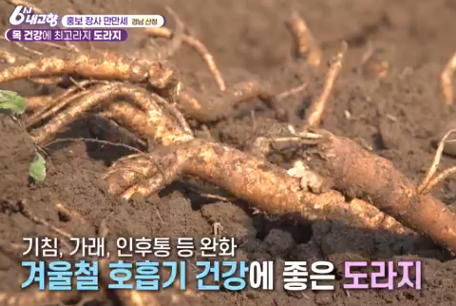산청 도라지 
