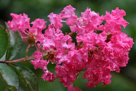 가을에 피는 꽃 배롱나무