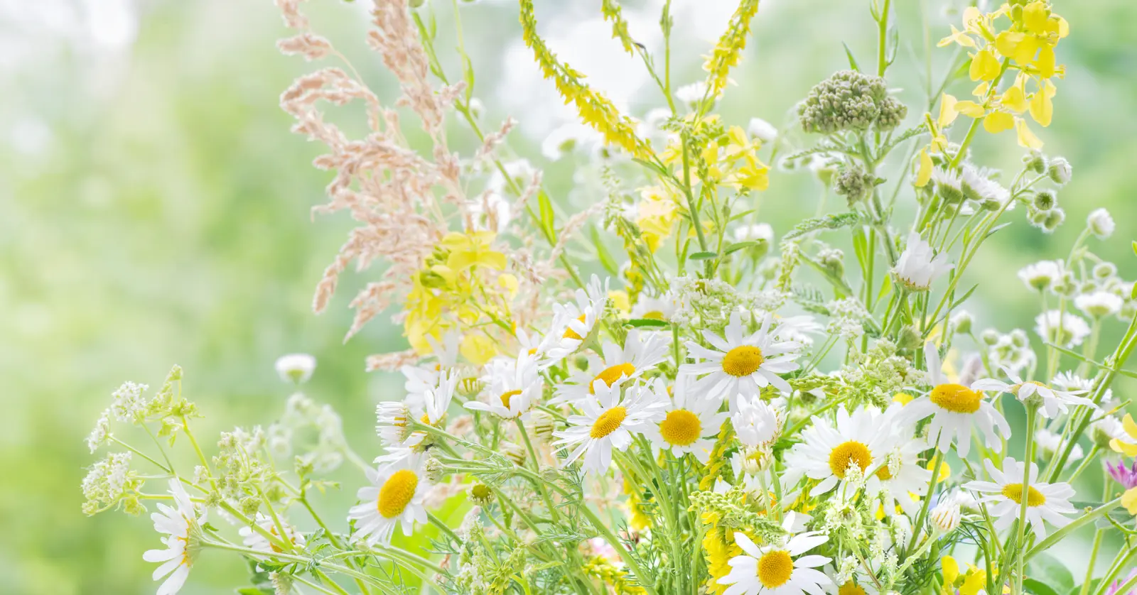 곰배령 예약하기: 한눈에 보는 절차