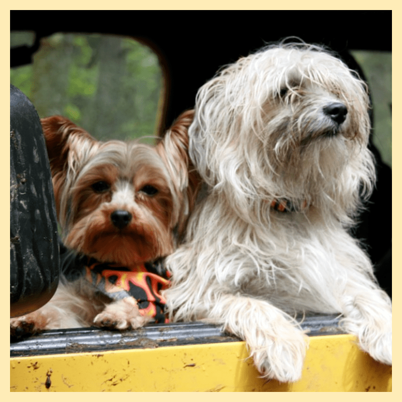 강아지-차멀미-예방법