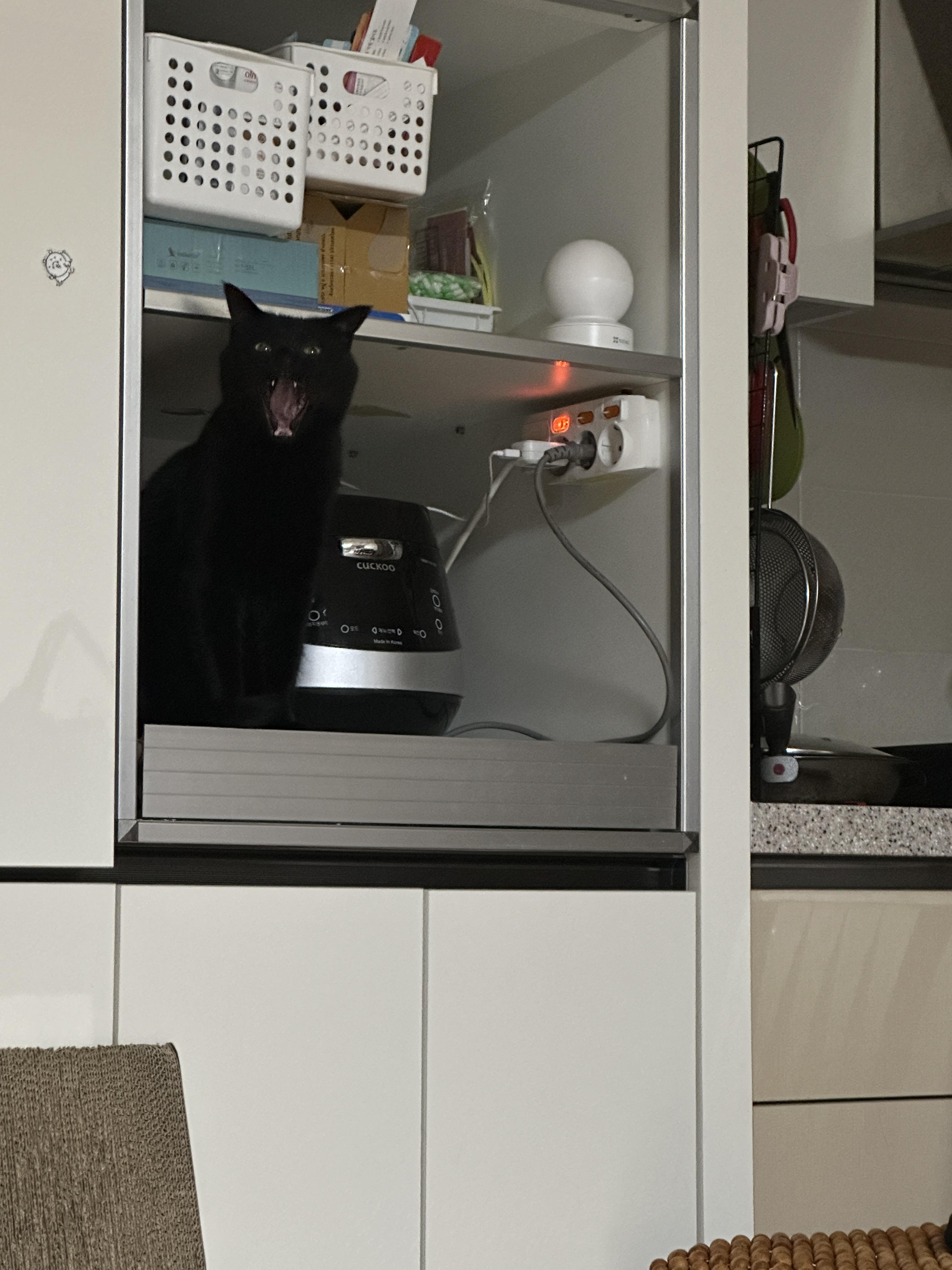 간식_지정석에서_하품하는_올블랙고양이_건이