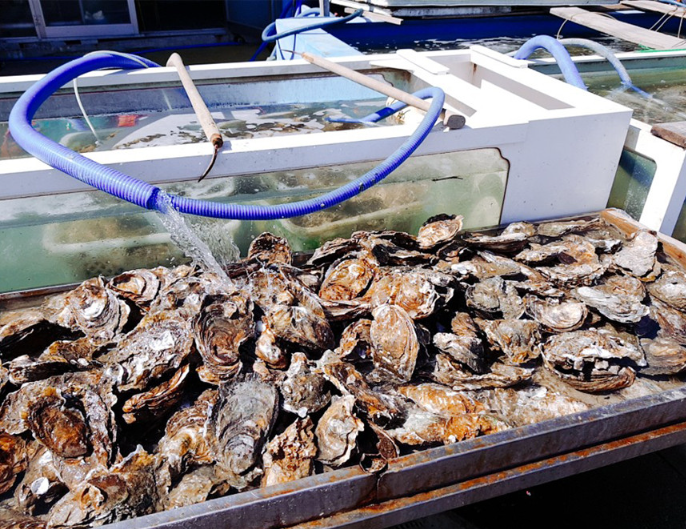 6시내고향 섬진강 강굴 벚굴 가격 및 구매방법 전남 광양 망덕수산