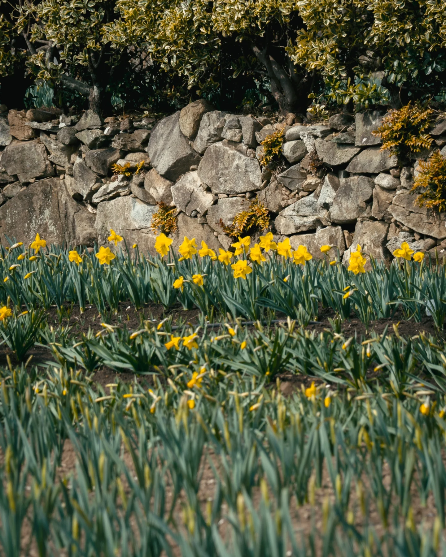 거제 공곶이 수선화 개화시기&amp;만개시기