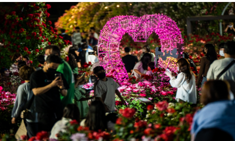 울산 장미축제 개화상황