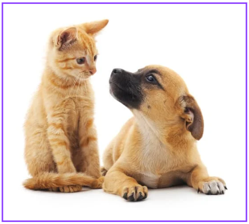 반려동물 건강식 필수 건강식 7가지