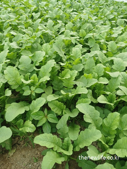 비닐하우스에서 자라는 신선한 열무 잎과 열무 효능