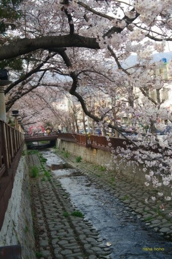 진해 군항제