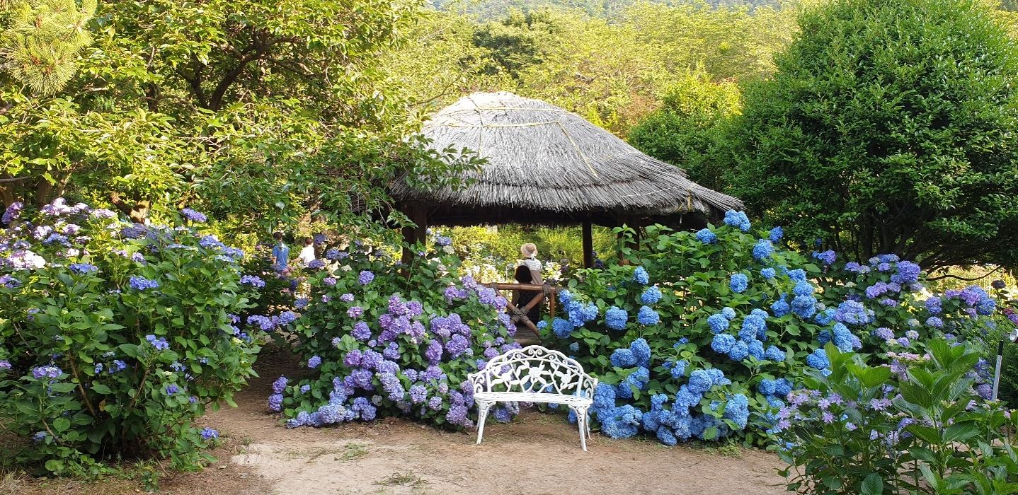 고성 만화방초 수국축제