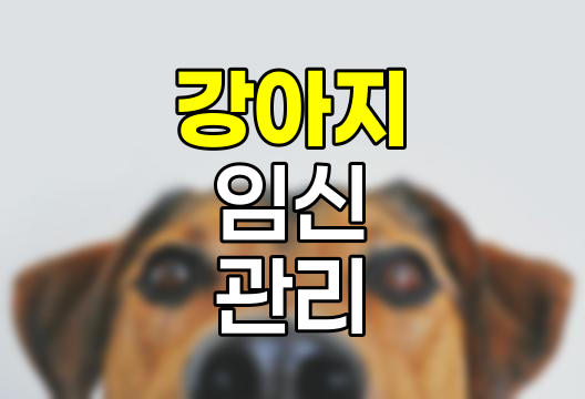 강아지 임신 단계별 관리법