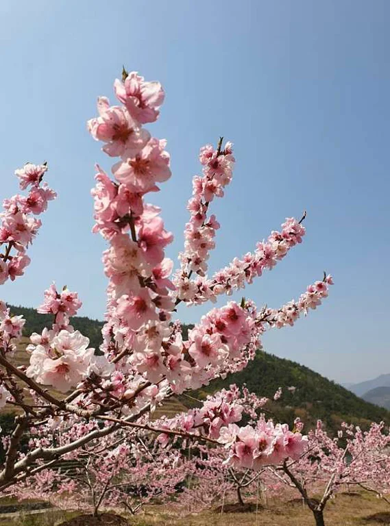 섬진강벚꽃길
