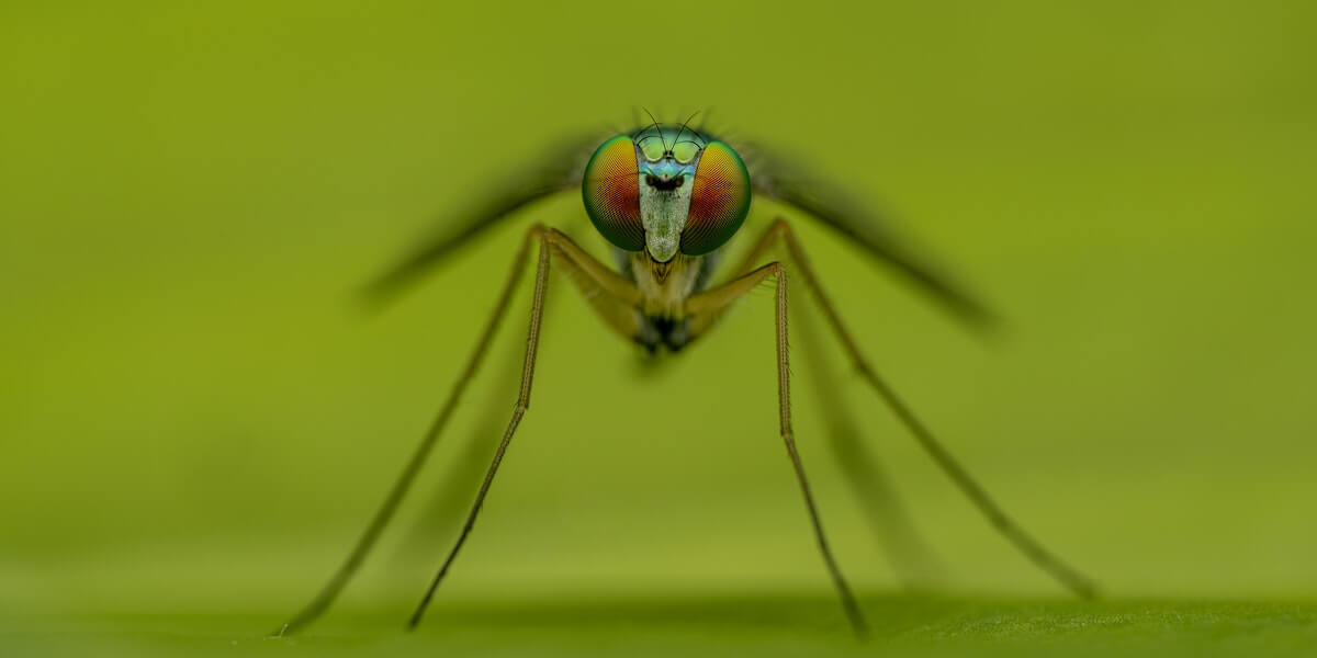 말라리아 경보&amp;#44; 증상&amp;#44; 진단 방법&amp;#44; 치료법&amp;#44; 예방접종&amp;#44; 잠복기&amp;#44; 후유증 