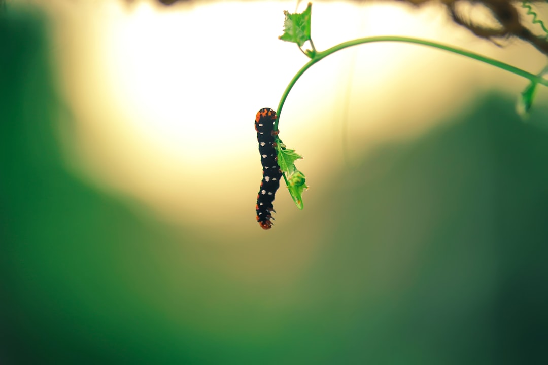 Worm.