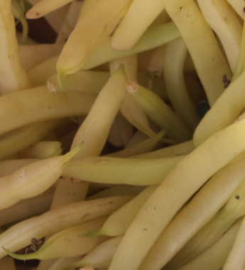 콩나물 효능 부작용 숙취 칼로리