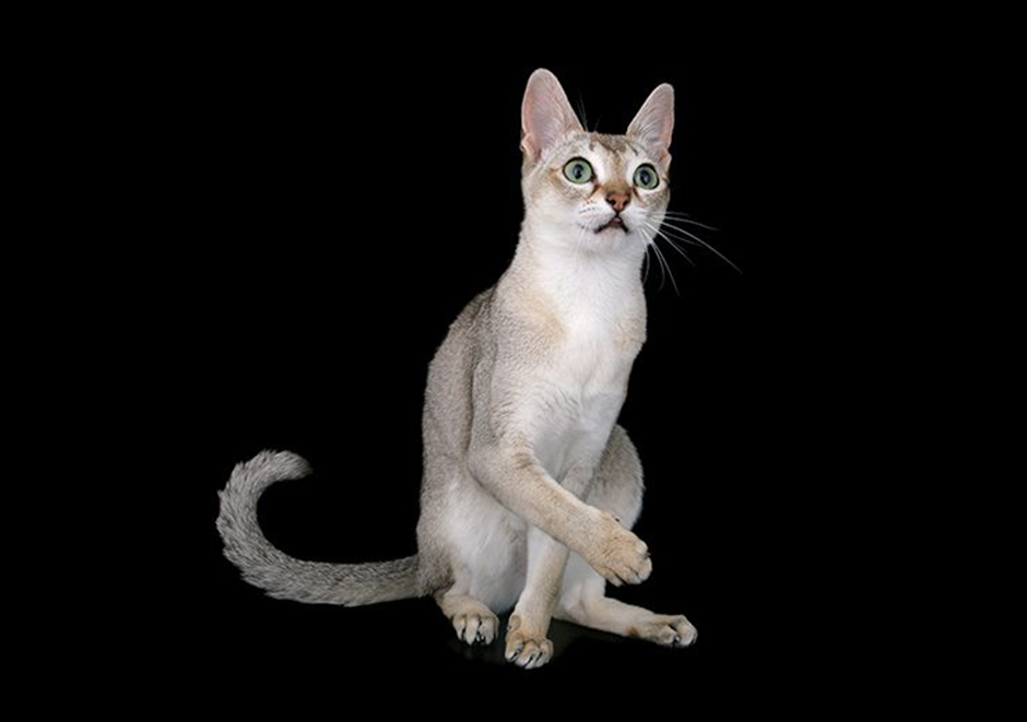싱가푸라 고양이 이미지 - 3
