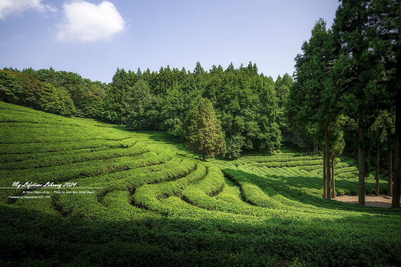 보성 대한다원 녹차