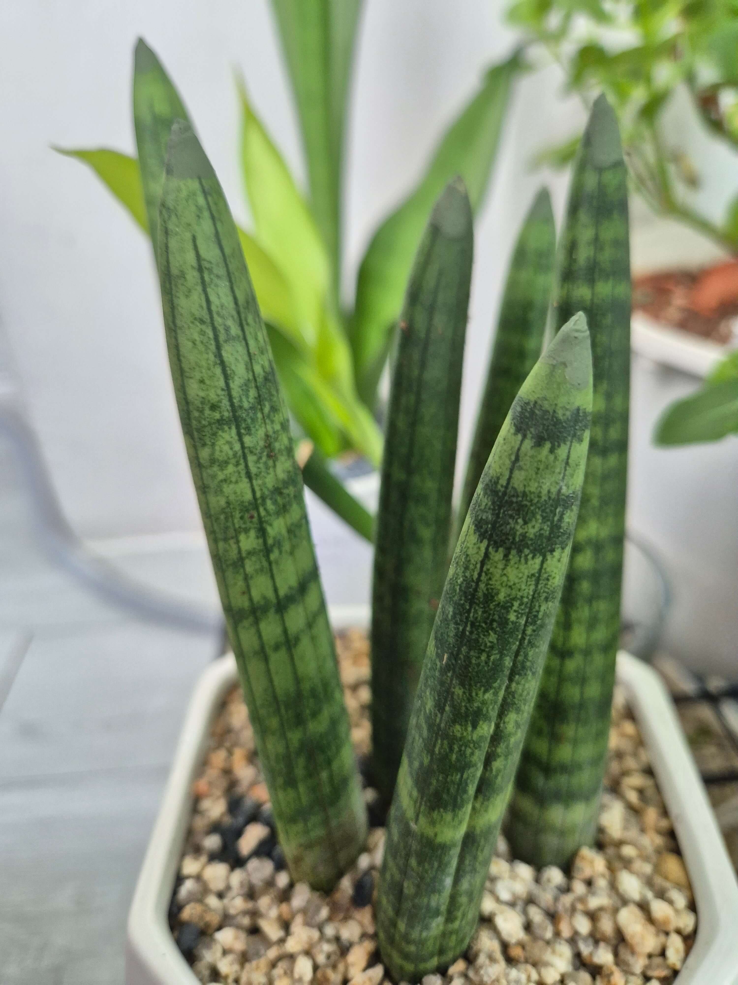 스투키와 관련된 사진입니다.