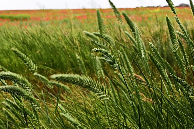 경기도 농민기본소득 신청방법 절차와 혜택 알아보기